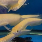 Albino Silver Arowana 4 