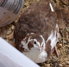 6  Coturnix Quail Hatching Eggs  Fun Colors  Npip  Free Shipping