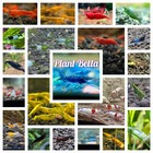 Bucephalandra Dark Afika Live Aquatic Plants Aquarium Plants Freshwater Rare