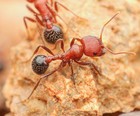 Rare Bicolored Harvester Ants Pogonomyrmex Bicolor Queen Ant Live Feeder Insect 