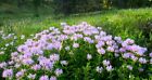 Wild Bergamot Seeds  Monarda  Bee Balm  Attracts Butterflies   Bees  Free Ship