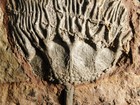 Big  430 Million Year Old  Crinoid Fossil Or Sea Lily Fossil Morocco 1606gr