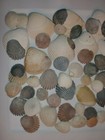 Lot Of 80  Assorted Size   Color Sea Shells Beautiful Beach Crafts Decor Jewelry