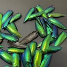 50 Green Blue Jewel Beetle Elytra Sternocera Insect Wings Jewelry Usa Seller