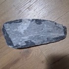 Polished Nautiloid Fossil Slab With Multiple Specimens In Matrix