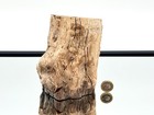 Fossil Wood Branch   Stump - Petrified   15 
