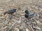Super Blocks Mallard Full Body Decoys - 6 Pack - Low Price  Fast Shipping