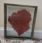 Natural Framed Red Coral Sea Fan Beach Decor Nantucket Sea Fan 18   x15    