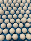 500  Northern Bobwhite Quail Fertile Hatching Eggs  Npip Cert - Free Shipping