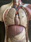 Antique Rare  Petite Size Hand Painted German Plaster Anatomy Model Circa 1880