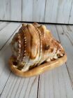 Helmet Shell From Kenya Beaches Coastal Home Decor Ocean Sea Nautical Beautiful