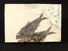 Two  50 Million Year Old Knightia Fish Fossils From Fossil Lake Wyoming 637gr