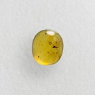 Neuroptera In Burmese   Burmite Amber Fossil   100  Genuine Amber 