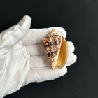 Cymbiola Chrysostoma  Golden-mouth Volute  50 8mm Voluta Seashell From Indonesia