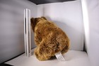 Toys R Us Fao Schwarz Realistic Grizzly Bear Plush Stuffed Animal Toy Brown