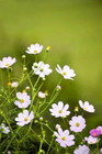 100 Purity Cosmos Seeds   Sale Free Shipping Non Gmo Heirloom
