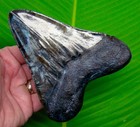 5 38    Megalodon Shark Tooth South Carolina River Find - Real Fossil