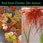 3 Floating Aquarium Plant Bundle Water Spangles Red Root Floater Giant Duckweed