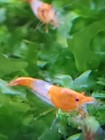10 2 Orange Rili - Freshwater Neocaridina Aquarium Shrimp  Live Guarantee