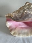 Extra Large Queen Conch Shell  Natural Beach Seashell Great Pink Color 9 Inches