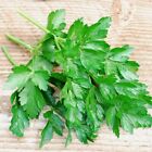 Italian Dark Green Parsley Seeds   Heirloom   Non-gmo   Free Shipping   1135