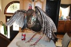 Turkey Mount Taxidermy Tom Jake Whitetail Deer Shed Antler Log Cabin Decor Mule 