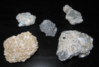 Lot Vintage Estate Shelly Limestone Seashells