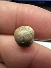 Ancient Roman asian Banded Agate Eye Bead 10 X 9 Mm Collectible  Heirloom Nice