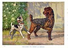 C1950 Vintage Airedale   Fox Terrier Art Print Ken Harrow Illustration 6464