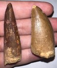 Fossil Dinosaur And Reptile Tooth Collection Lot Trex Triceratops Spinosaurus   