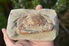 Amazing Rare Fossil Crab From Java  Indonesia   Best Value  Anywhere   10