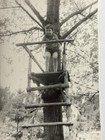 Vintage Snapshot Photo 1974 Little Boy Climbed Tree B w Original Found Old