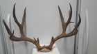 Studly 7x6 Colorado Mule Deer Rack Antlers Whitetail Mount Sheds Taxidermy Elk