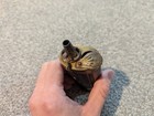 Antique Pistol Powder Flask 3-way Dual Compartment 1800s 19th Century 