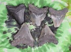 Megalodon Sharks Teeth 5 No Restorations Fossil Sharks Teeth Tooth