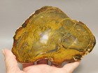 Petrified Wood Polished Round Rock Grassy Mountain Oregon  o139-1