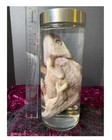 Real Parson s Chameleon Wet Specimen Taxidermy