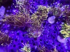 Various Indo Gold Torch Corals   Dragon Soul   Hellfire   24k   Euphyllia 