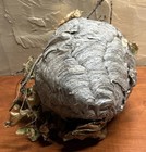 Large Bald Faced Hornets Nest 12x9 Real Taxidermy Insect Science Decor Natural