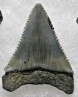Rare Color Top Quality Large Great White Shark Tooth Real Fossil Not Megalodon 
