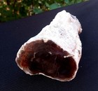 1 Lb 5 Oz Natural Rare Opalized Mirror Polished Big Petrified Wood Uv