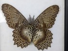 Cethosia Myrina Sarnada Verso Real Framed Cat Face Butterfly Celebes 