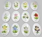 Coalport  flower Of The Month  Plaque  - New  - Choose Yours 