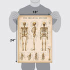 20 Pack - Vintage Anatomy Posters - Laminated - Muscular  Skeletal  Digestive  R
