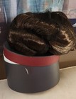 Disney Parks Star Wars Galaxy Edge Royalty Wig Princess Leia Brand New 