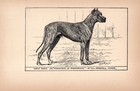 Antique Great Dane Print 1912 Moore Ch Hannibal Of Redgrave Great Dane 6689b