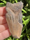 Natural Beautiful 2 57    Megalodon Tooth Fossil Shark Teeth