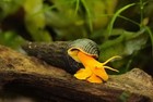 3 Orange Poso Rabbit Snail 