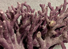 Rare Genuine Vintage Purple California Hydrocoral Allopora Californica 6  Wide