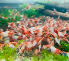 10 1 Live Red Rili Freshwater Aquarium Shrimp Neocaridina  Easy Care